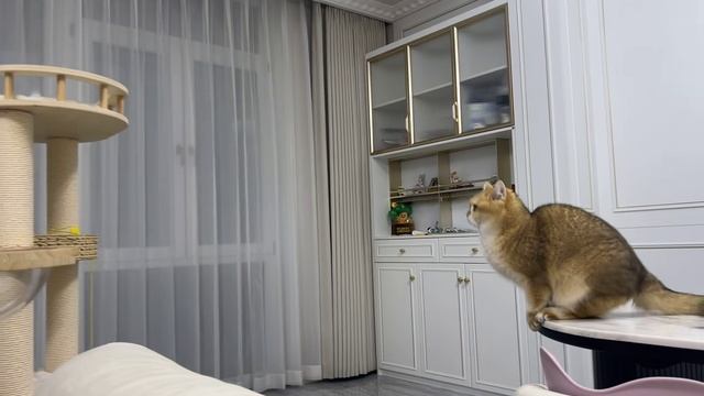 2025-11-16 16.51.02-Video-InvalidNickname-下一届猫猫运动会跳水选手已就位#猫猫 #金渐层