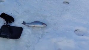 На резину.Спортзона