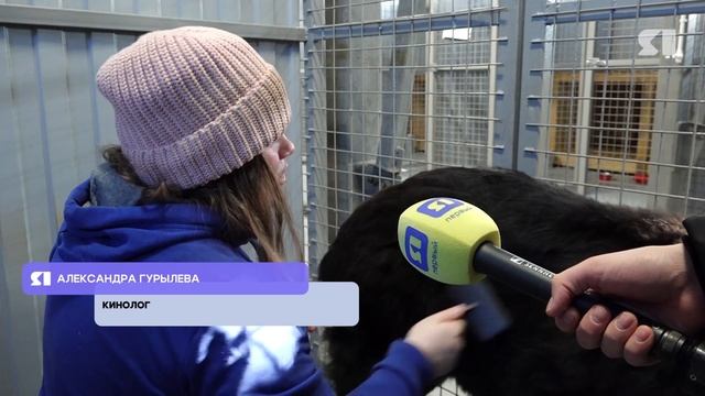 Бродячие собаки: как защитить людей и животных смотреть онлайн