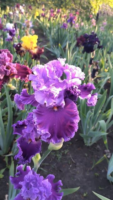 Ирис LOUISA'S SONG (Blyth, 1999) .mp4