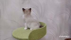 Ragdoll Silk Griffon Kai.mp4