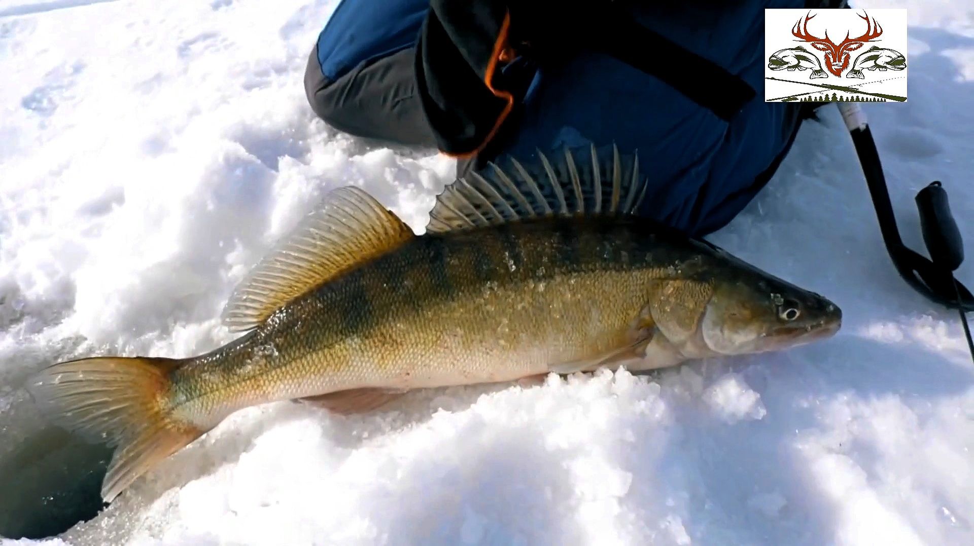 Рыбалка на жерлицы. Ловля трофейных щук, судака, окуня, налима на реке Иртыш