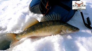 Рыбалка на жерлицы. Ловля трофейных щук, судака, окуня, налима на реке Иртыш