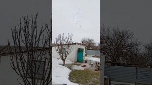 мои голуби (89895013708) Андрей