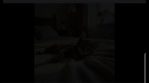 битва с шин Соником! (Вася говорящий кот)