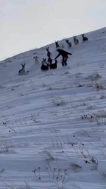 Миссия не выполнима — от Козлов убежать невозможно