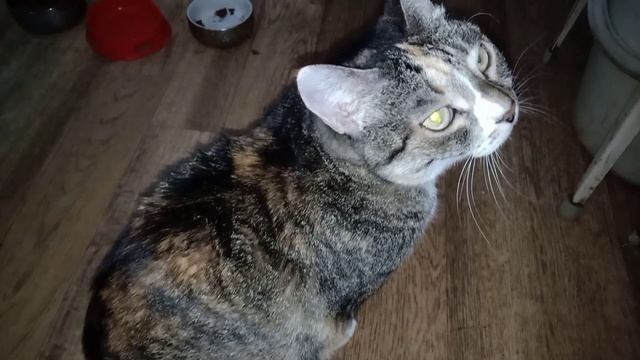 КРАСАВИЦА ТИГРА