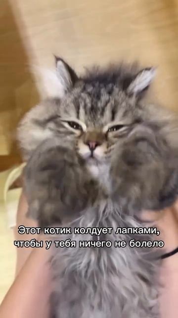 Автор видео: kakayabol