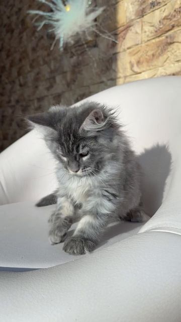 Alfie Mos Lakshestar котенок мейн кун 3 месяца.