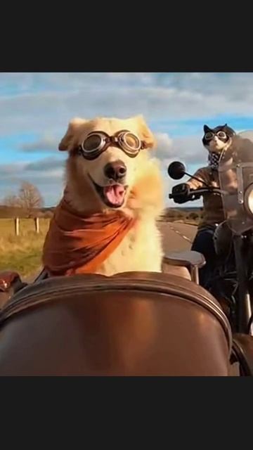 Собака-байкер #жизньссобакой #собачийблог #приключениясобаки