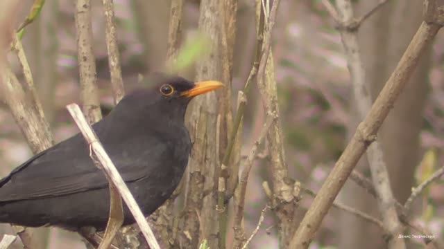 Весна, природа просыпается смотреть онлайн