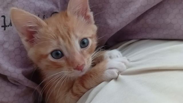 Котёнок кусается 🐈 играется 🥰