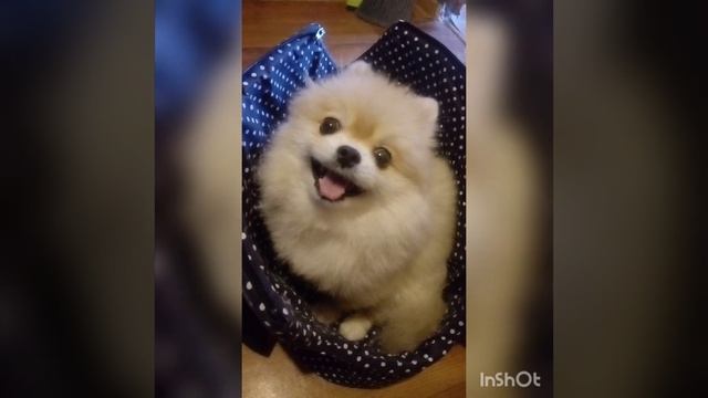 Сиротинушка)