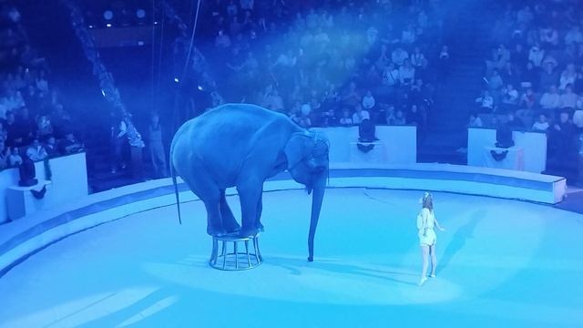 Девочка и слон смотреть онлайн