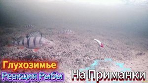 ВТОРАЯ СЕРИЯ ПРИМАНКИ РАТЛИНЫ ВИБЫ БАЛАНСИРЫ МОРМЫШКИ БЛЁСНЫ БЕЗМОТЫЛКИ НЕВА РЫБАЛКА ГЛУХОЗИМЬЕ 2026