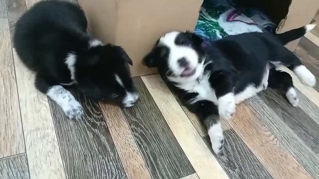 Щенятки, Бизнес и Евро