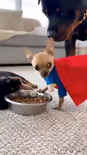 Чихуахуа и Ротвейлер Смешные Собаки