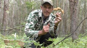 Необыкновенный "грибной улов" в осиновом мелколесье