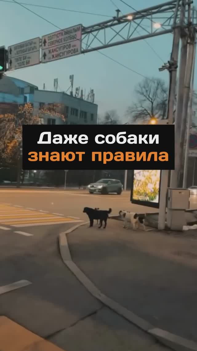 Даже собаки знают правила
