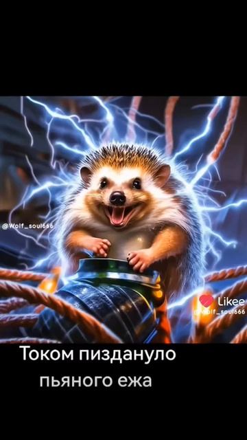 Пьяный ежик(ёжик)