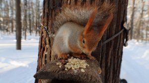 Две незнакомые голодные белки