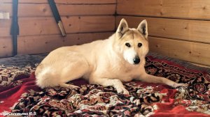 При морозе 26