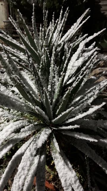 Крым снова в снегу 3.02.2026. Зима в Крыму продолжается #крым #крым2026 #зимавкрыму смотреть онлайн