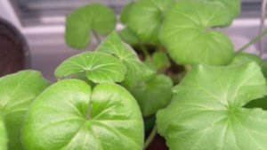 Про эустому и пеларгонию.