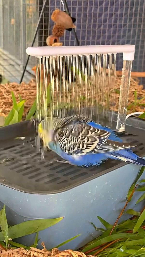 Счастливый волнистый попугайчик наслаждается душем смотреть онлайн