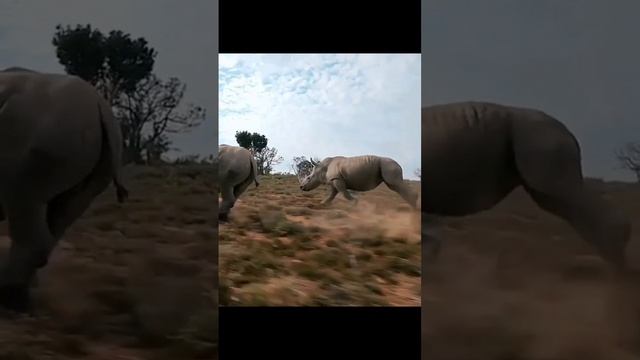 разнообразие животных.mp4 смотреть онлайн