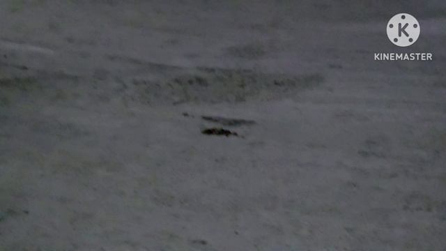 Ауди А6С5 Олроуд 2.7. Зверь ! смотреть онлайн