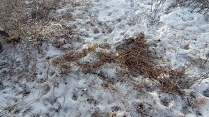 Охота Тыва_Широкий лог_ноябрь 2024