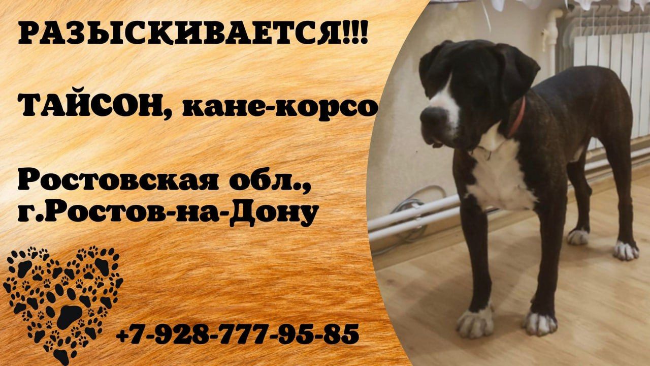 Пропала собака! ТАЙСОН.  Кане-корсо. Ростовская обл,  г. Ростов-на-Дону