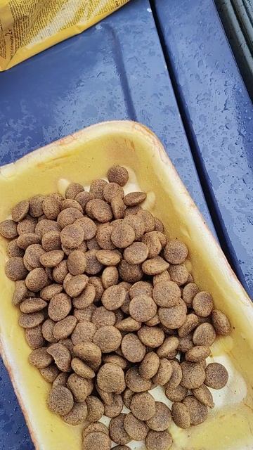 Очень нужна помощь волшебников на покупку сухого корма для кошек и собак!