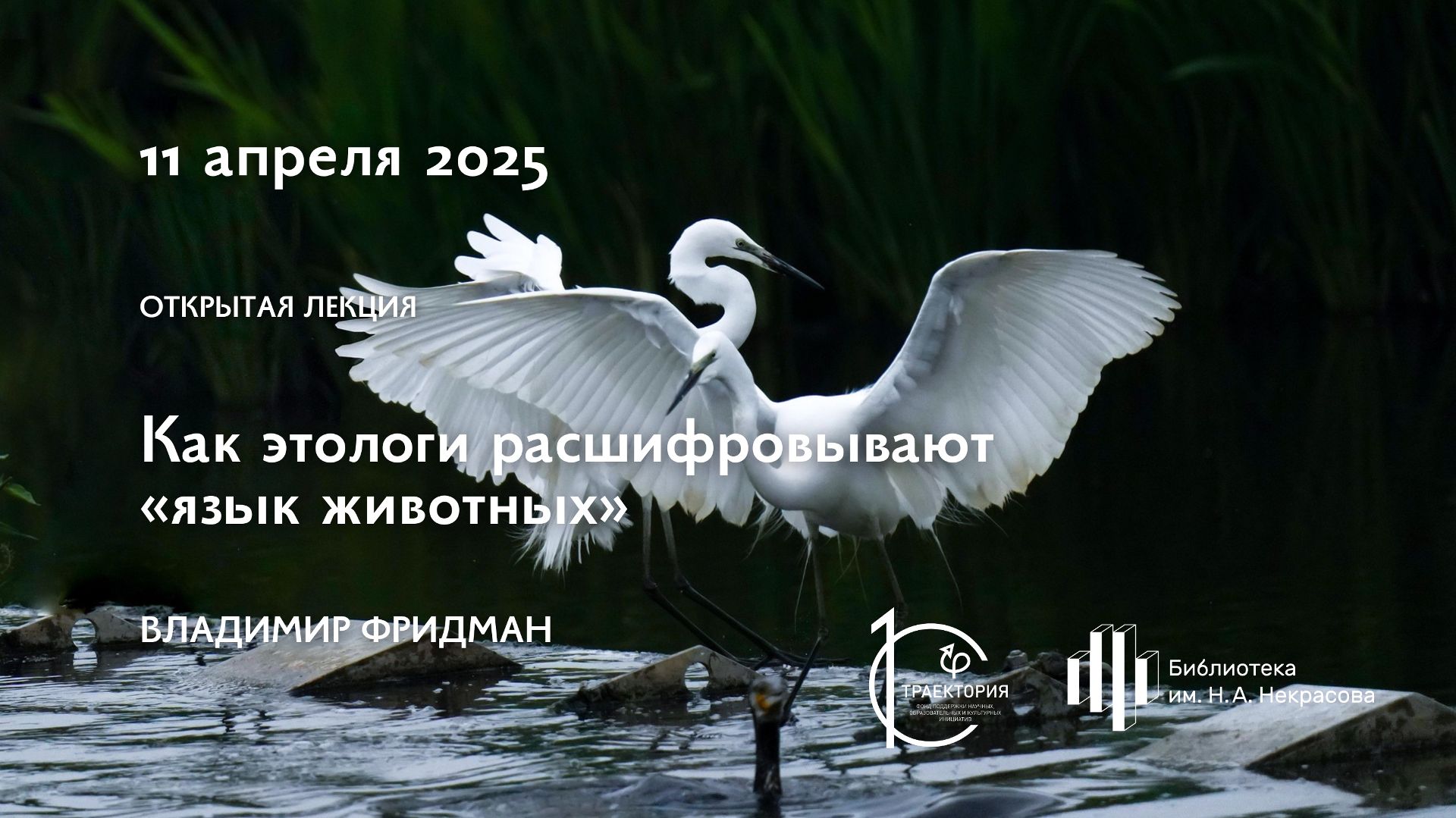 Как этологи расшифровывают „язык животных“ / Владимир Фридман