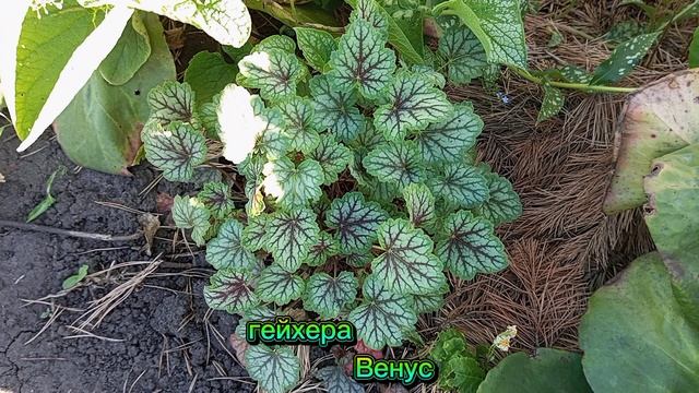 гейхера Венус в коллекции моего сада