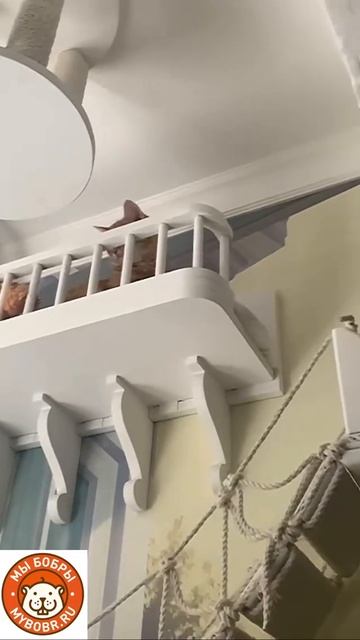 Лучшая оценка — хвостатая))