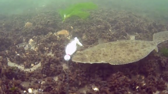 Рыбалка на Камбалу подводная съёмка смотреть онлайн