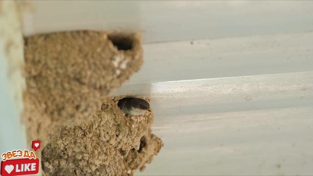 Учим птиц . Развивающие мультики для детей про птиц Учим птиц . Развивающие мультики для детей про птиц