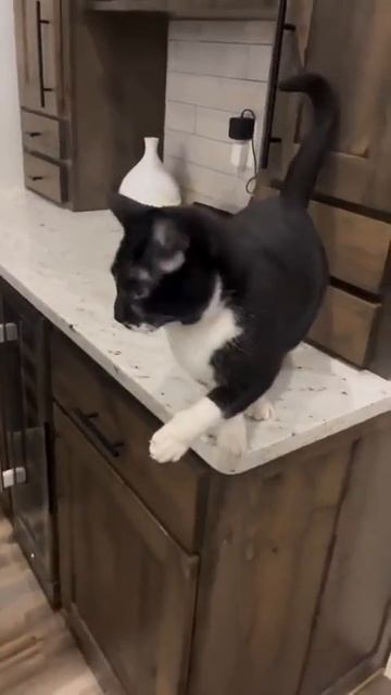 Изверги! Довели голодом котика до того, что у него лапка отнялась!