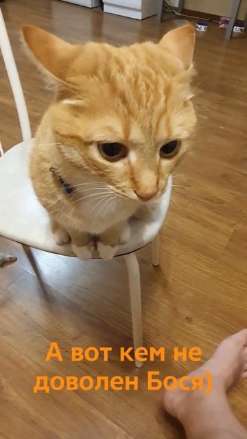 А вот с кем Бося знакомился) #cats #funny#shorts