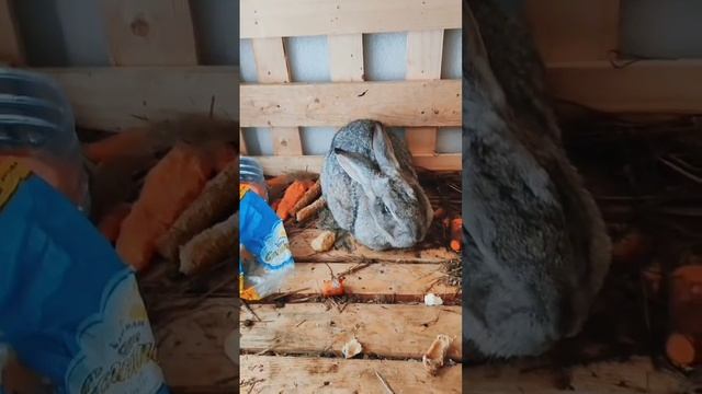 животные лапушки.mp4 смотреть онлайн