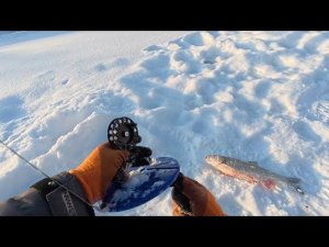 ГОЛАВЛЬ НА ЖЕРЛИЦУ