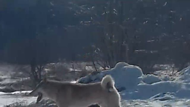 Яр смотреть онлайн