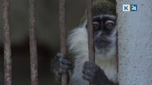 Случаи заболевания оспой обезьян зафиксировали в Подмосковье