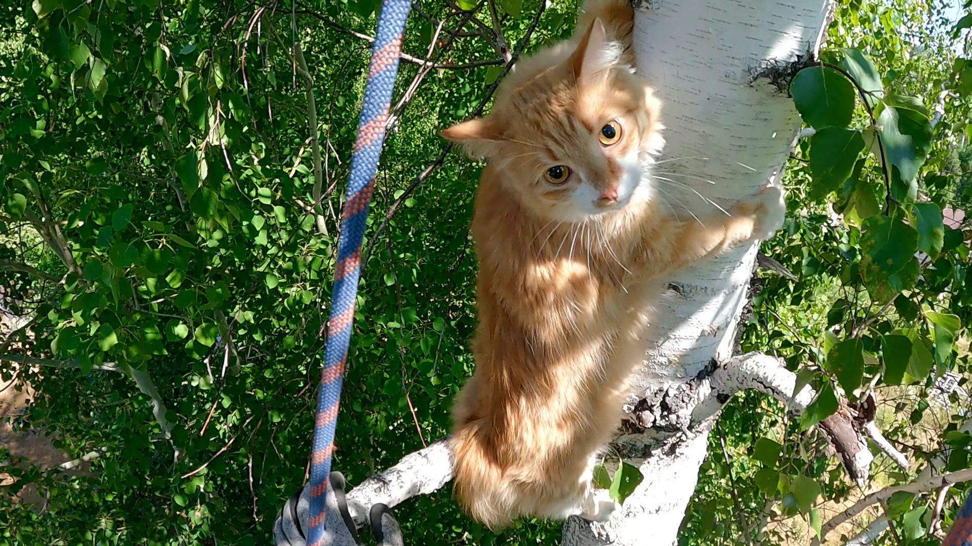 Летняя Бонита.. и ещё одна