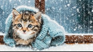 Зимние котопредсказания:)