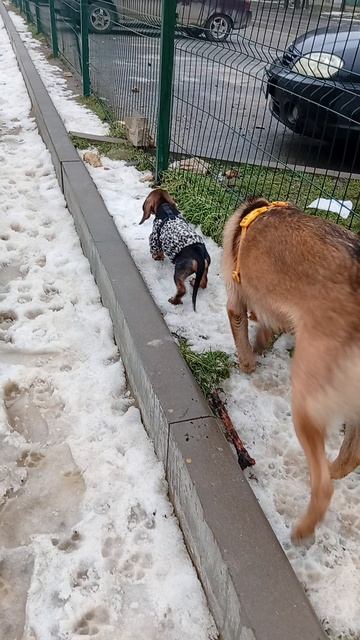 #моя такса Молли#знакомство с Чарли#диван