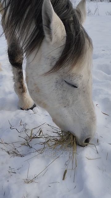 Жадность) #лошади 
#сено #зима