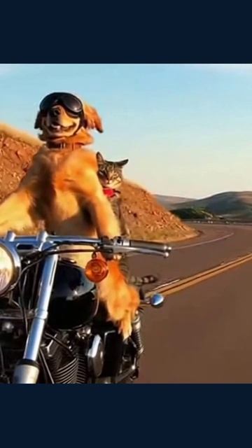 Собака-байкер собаканавыезде собачкинаколесах адреналинвсобаке
